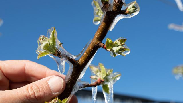 Aide à l'assurance multirisque climatique des récoltes 